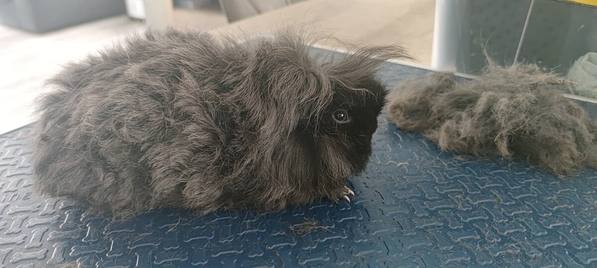 Cavia na de trimbehandeling