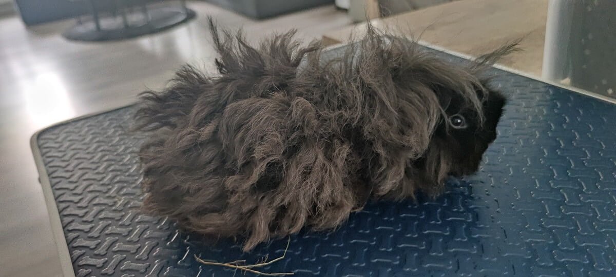 Cavia voor de trimbehandeling