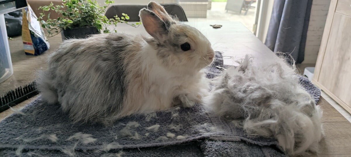 Konijn na de trimbehandeling