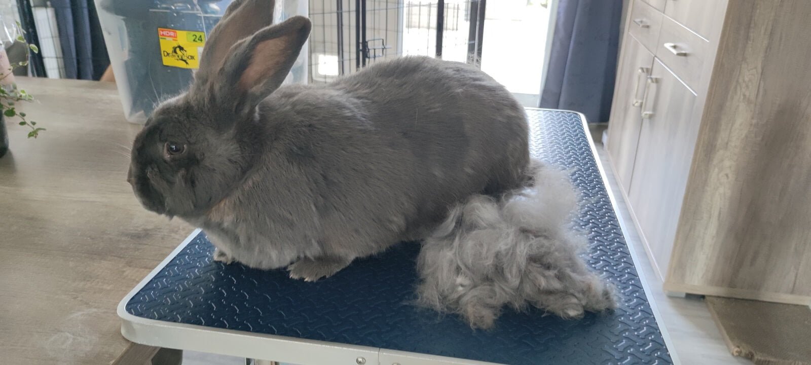 Vlaamse reus (kortharig) na de trimbehandeling