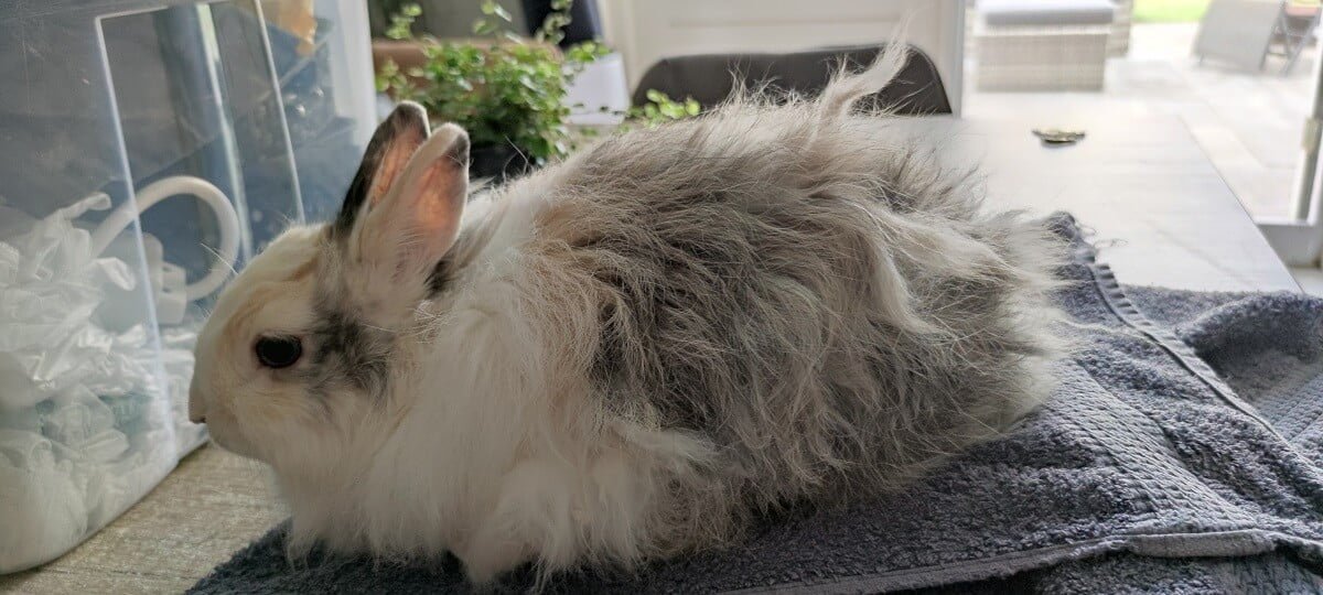 Konijn met viltplekken voor de trimbehandeling