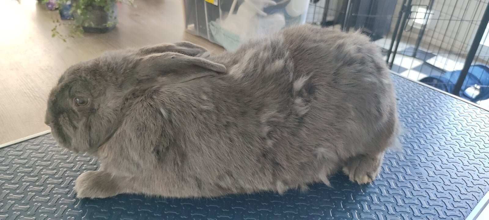 Vlaamse reus (kortharig) voor de trimbehandeling