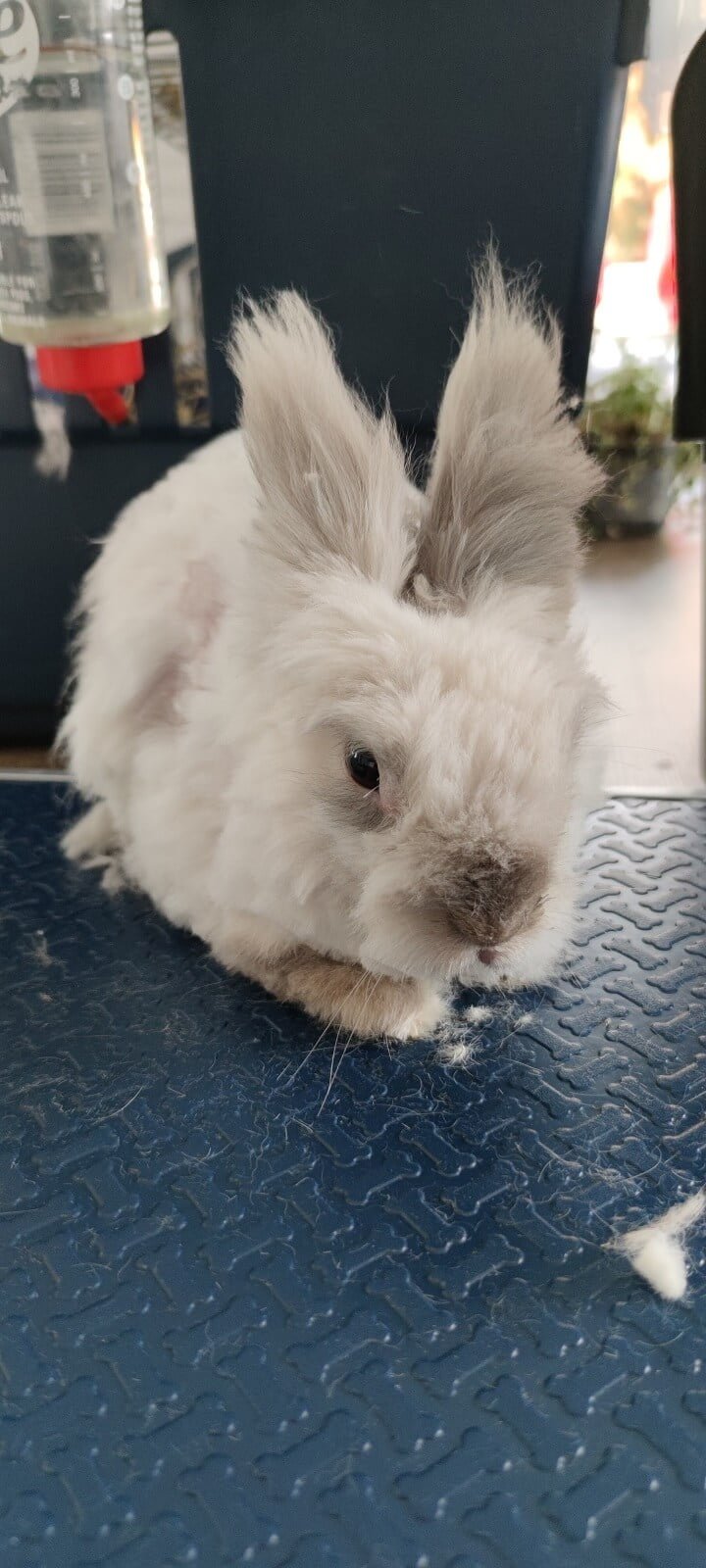 Vervilt konijn na de trimbehandeling