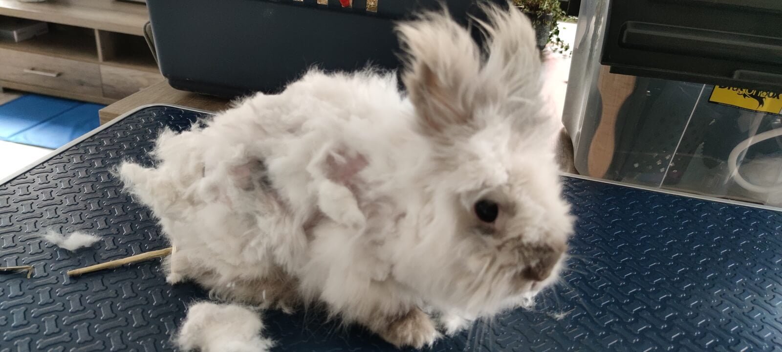 Vervilt konijn voor de trimbehandeling