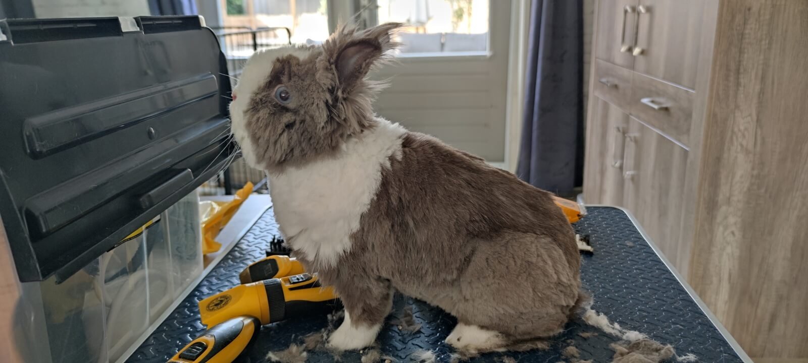 Langharig konijn na de behandeling