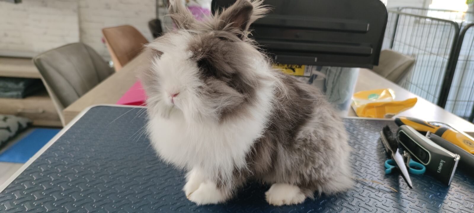 Langharig konijn voor de behandeling