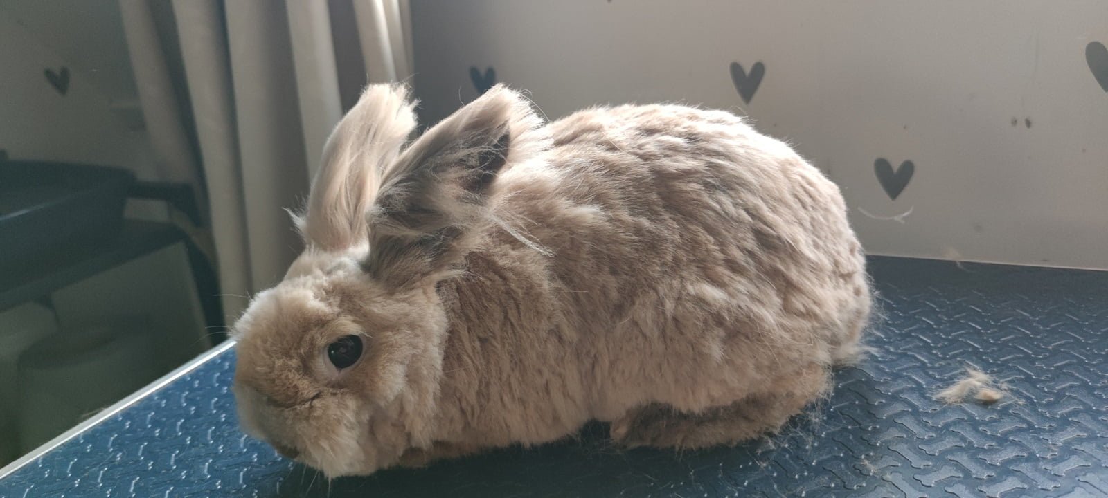 Langharig konijn met ingekorte vacht