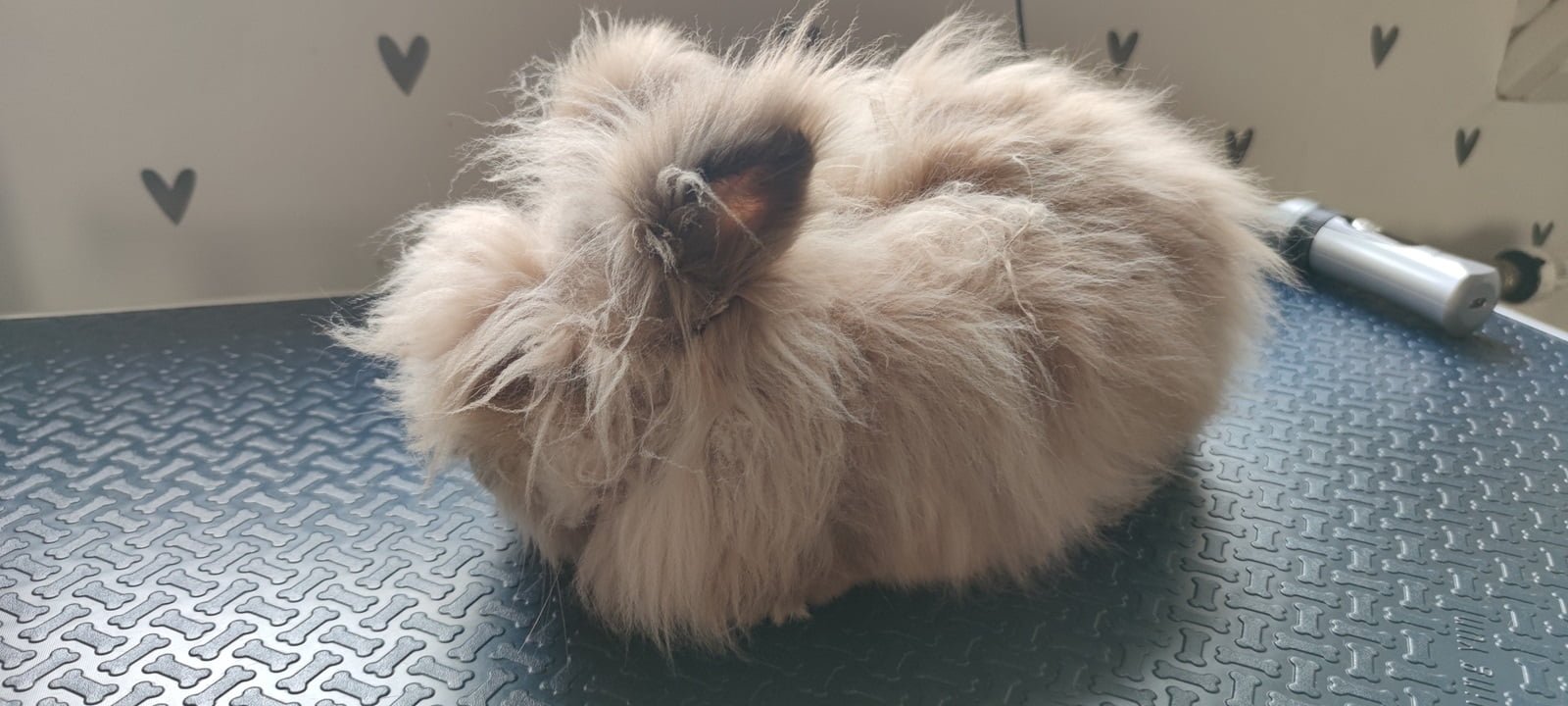 Langharig konijn met een paar klitten